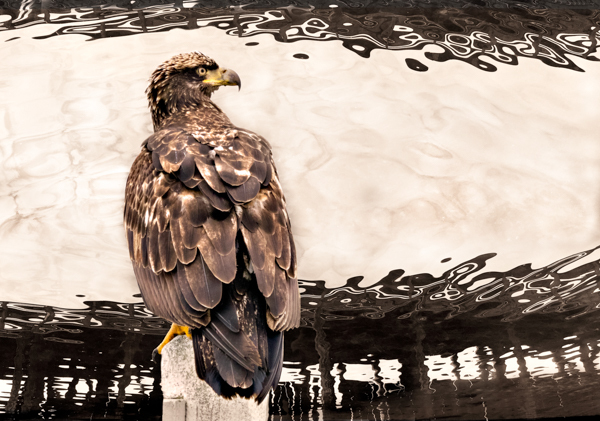 Eagle and reflections - Local (mainland) Attractions
