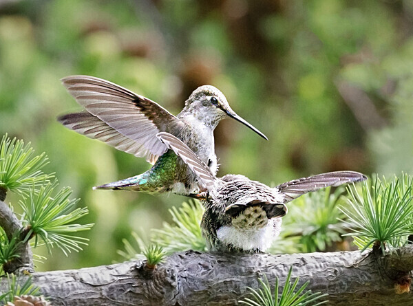 Anna's feeding fledgling - 3 - Hummingbirds