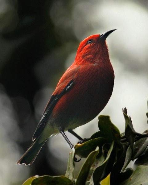 ‘Apapane at Kīlauea Iki - ‘Apapane