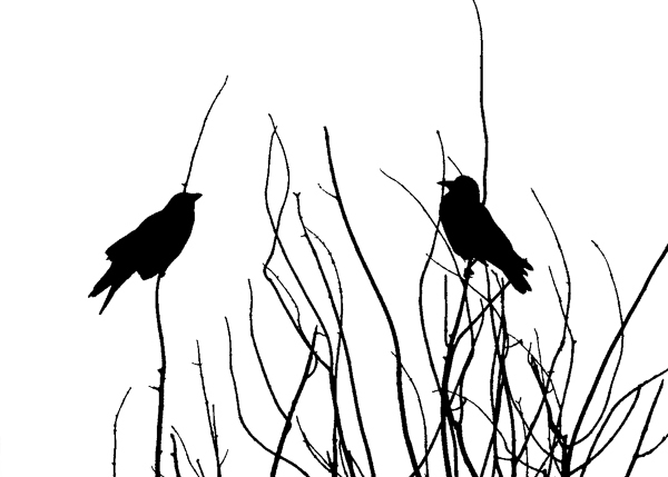 Crows roosting - Local (mainland) Attractions