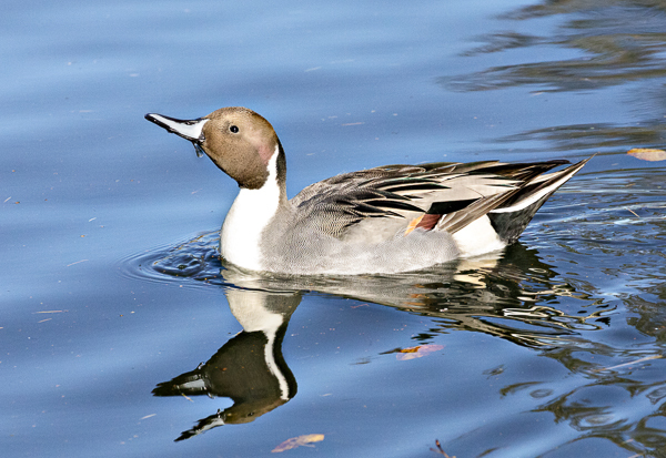 Northern PIntail - Local (mainland) Attractions