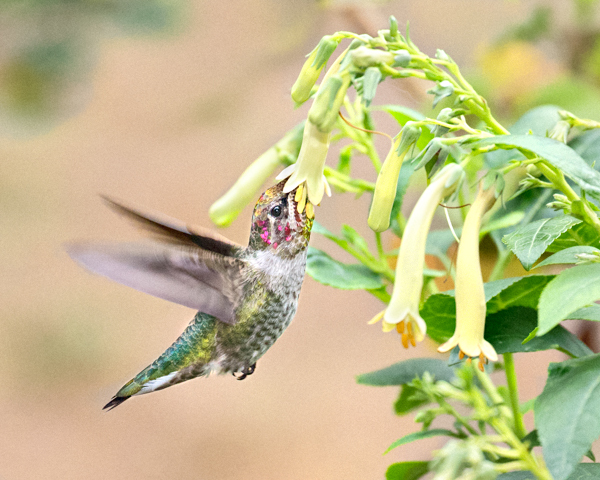 Anna's & Cape Fuchsia - Hummingbirds