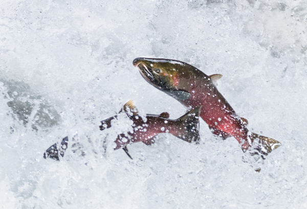 Solduc cascade - Local (mainland) Attractions