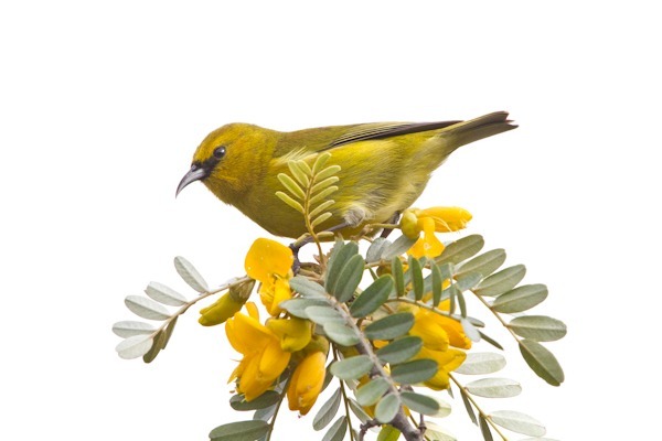 ‘Amakihi on Treetop - Hawai‘i ‘Amakihi