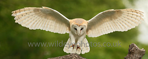 Barn Owl Landing