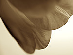  - Images