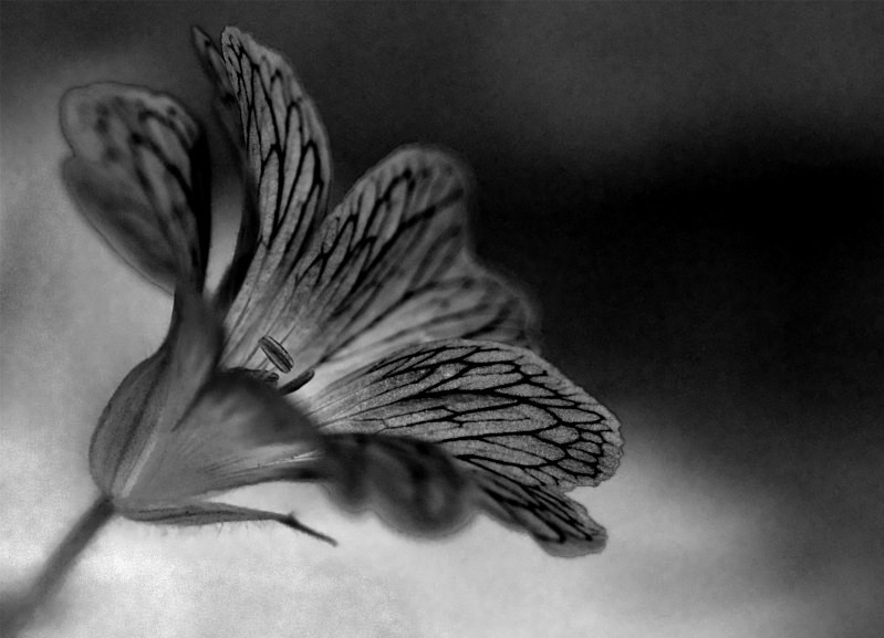  - Images