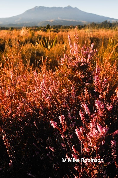 Mt Ruapehu dawn_3_heather - North Island, New Zealand