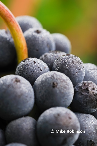 Martinbor vines_13_netted grapes 4x6crop - North Island, New Zealand