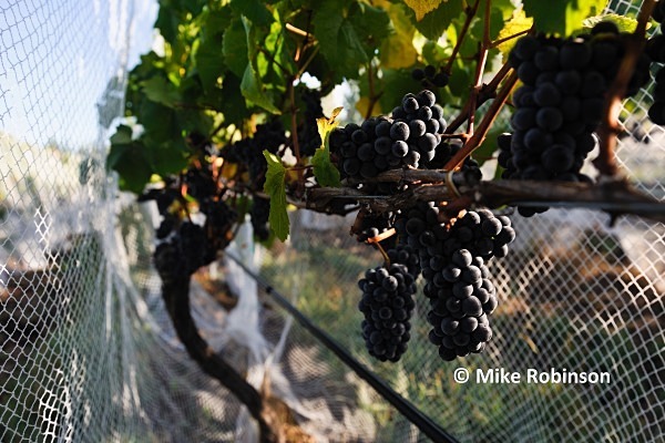 Martinbor vines_73_netted grapes larger image - North Island, New Zealand