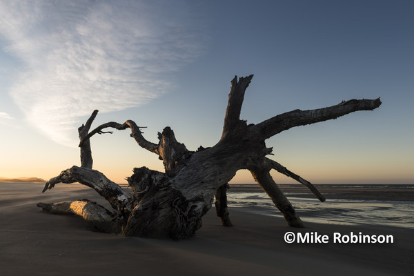 Farewell Spit_1005_driftwood - South Island, New Zealand