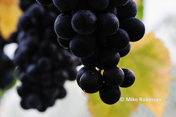 Martinbor vines_15_netted grapes_ - North Island, New Zealand