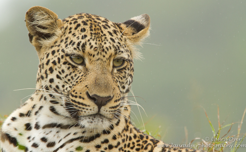 Leopard on termite mound