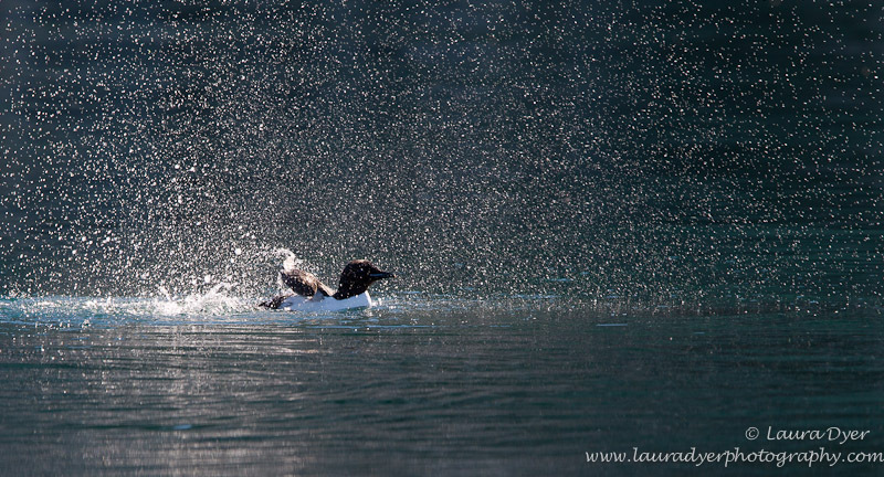 Cleaning splash - Svalbard