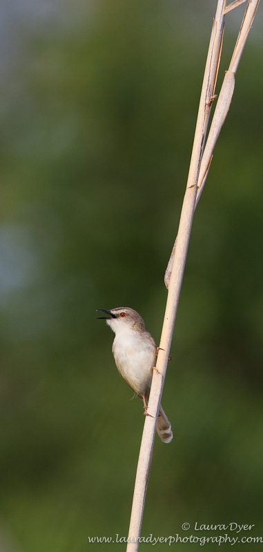 Warbler on a reed
