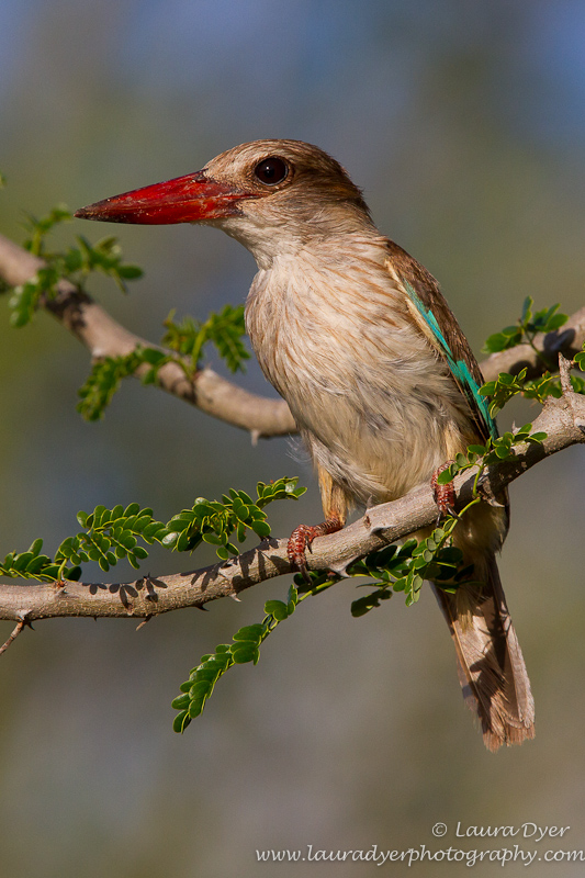 Brown Hooded Kingfisher portrait