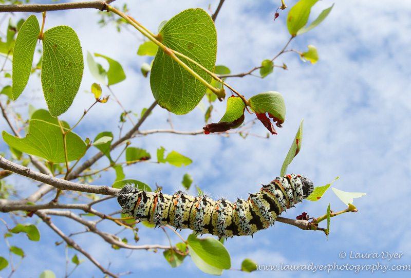 Mopani Worm in environment