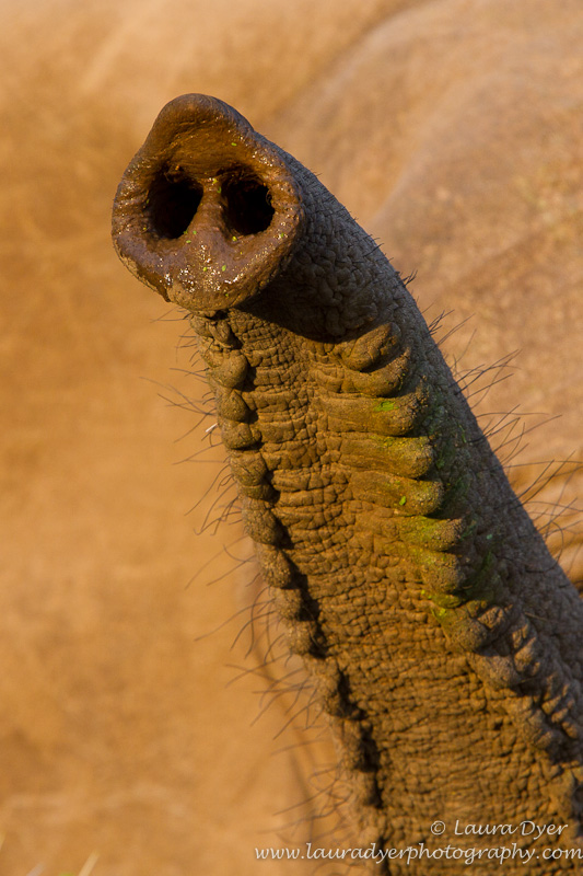 Sniffing elephant trunk