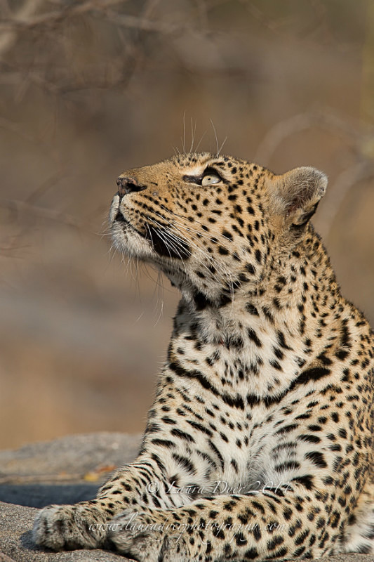 Upward glance - Leopards