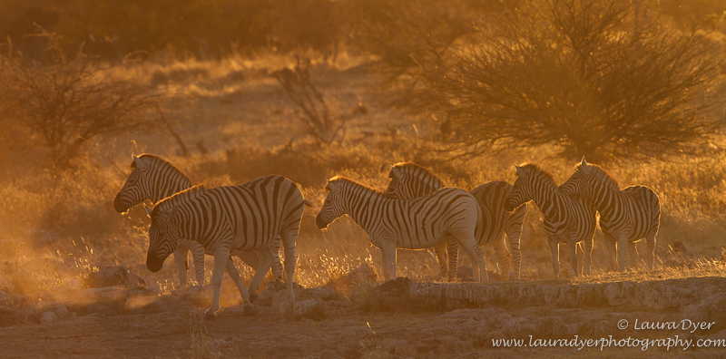 Zebra herd at sunset in Etosha