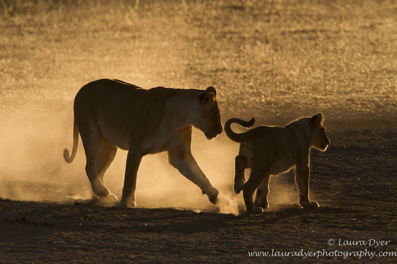 Ankle-tap - Lions