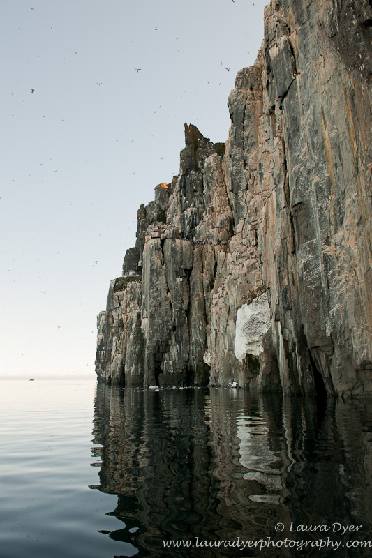 Bird cliffs of Alkefjellet - Svalbard