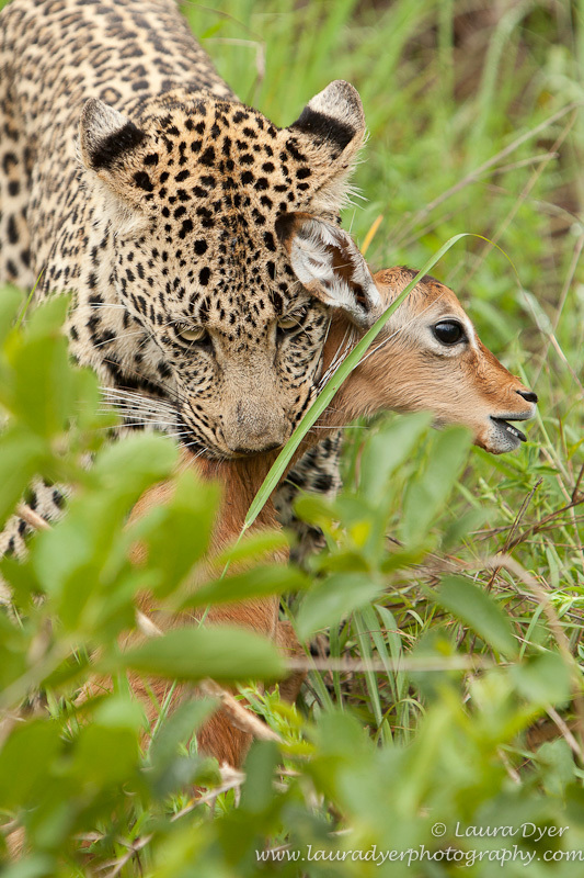 Leopard and impala lamb - Leopards