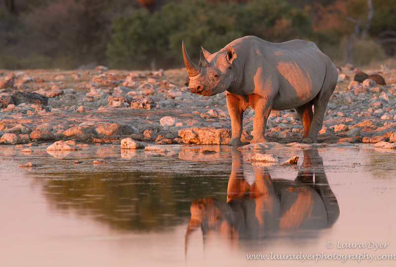 Black Rhino at sunset in Etosha