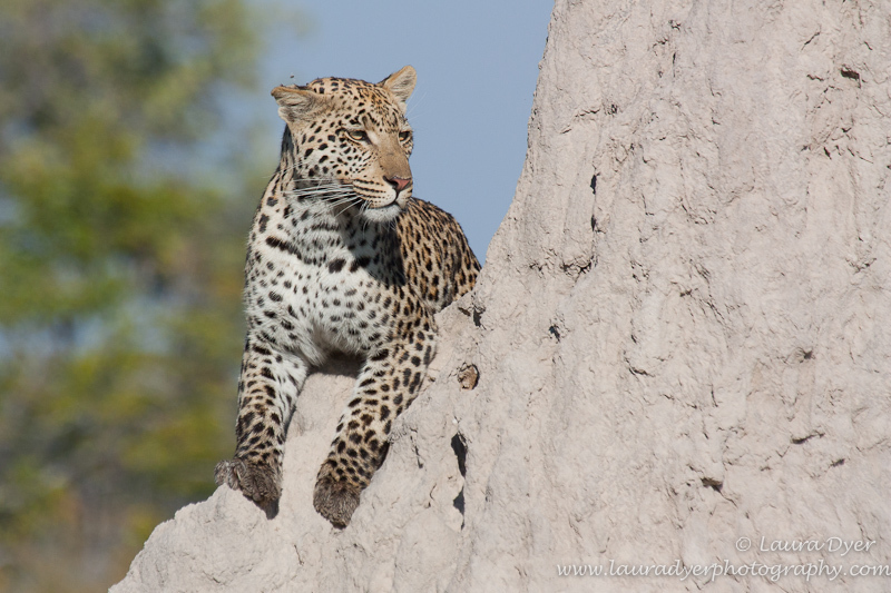 Leopard hunting from termite mound - Leopards
