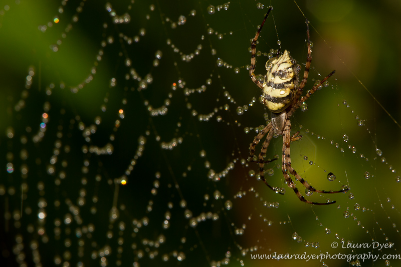 Garden Orb spider in watery web