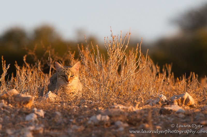 African wildcat on ridge - Other predators
