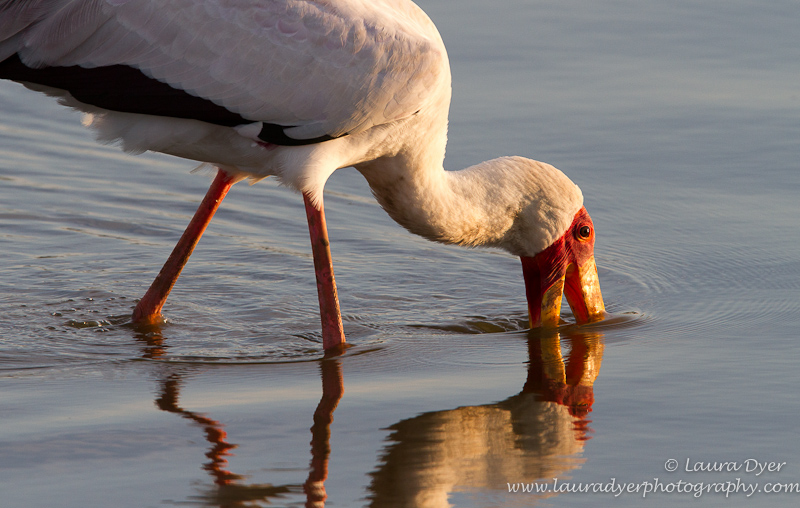 Yellow- Billed Sork fishing