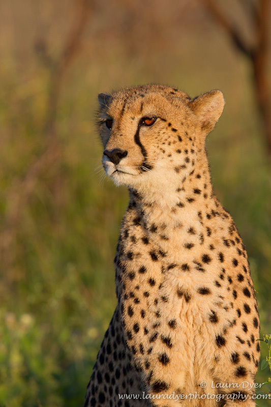 Cheetah early morning - Cheetah