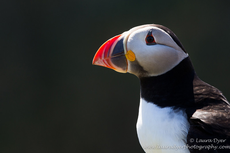 Curious puffin portrait - Seabirds