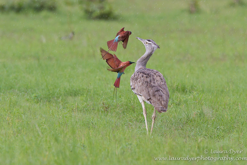 Carmine bee-eaters harassing a Kori Bustard