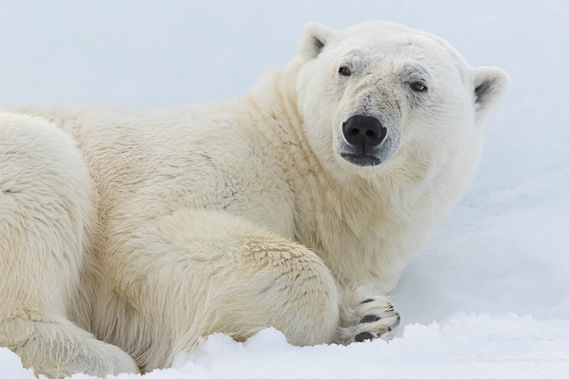 Polar bear portrait - Svalbard