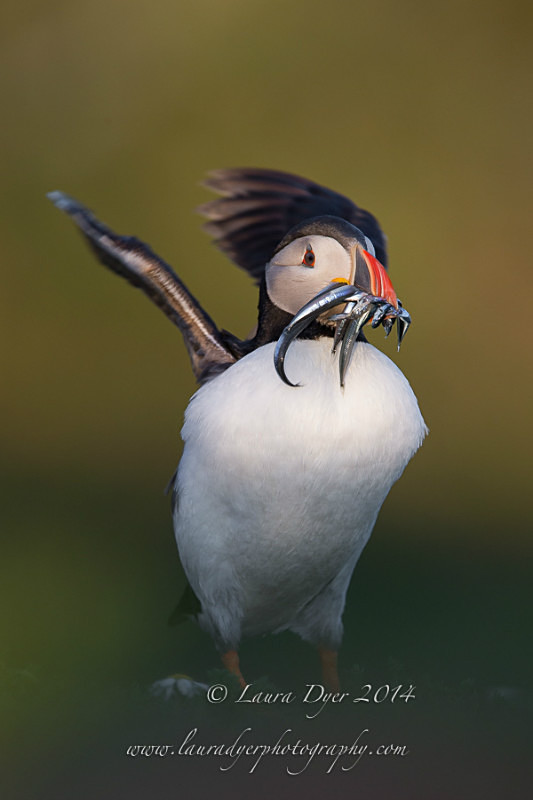 Wing Flap Puffin with feast - Seabirds