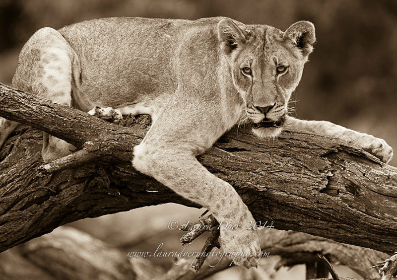 Climbing lioness portrait - Monotone