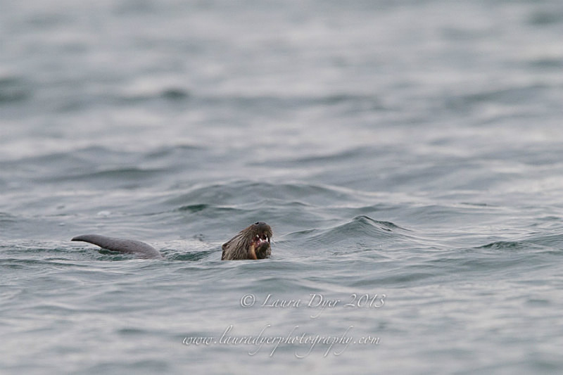 Swimming otter - British Wildlife