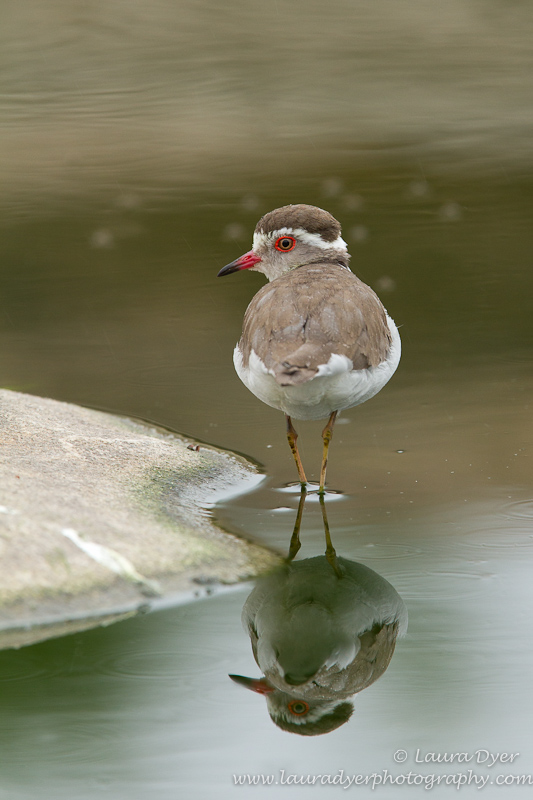 Three Banded Plover reflection