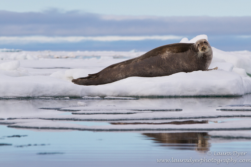 Fast ice reflections - Svalbard