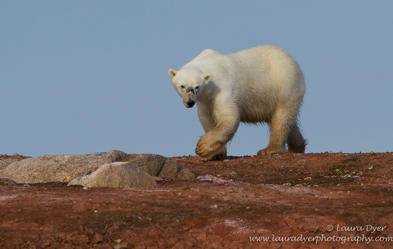 Huge paws - Svalbard
