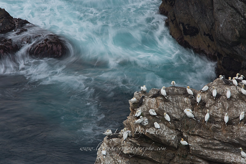 Swirling Vortex - British Wildlife