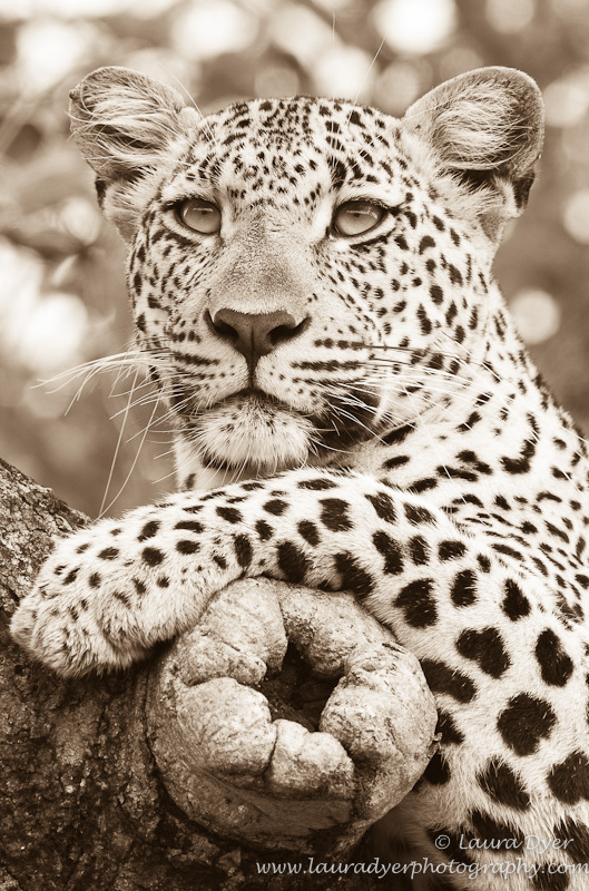 Sepia leopard portrait