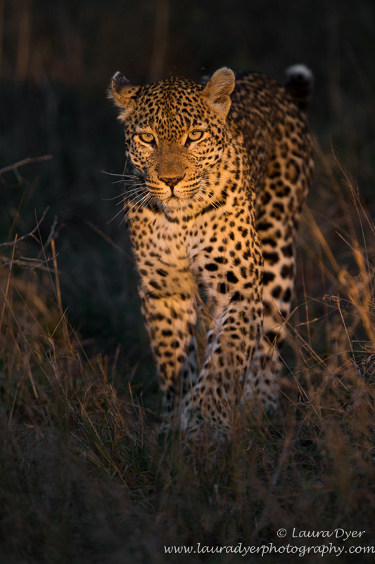 On the hunt - Leopards