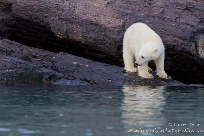 Polar bear cub