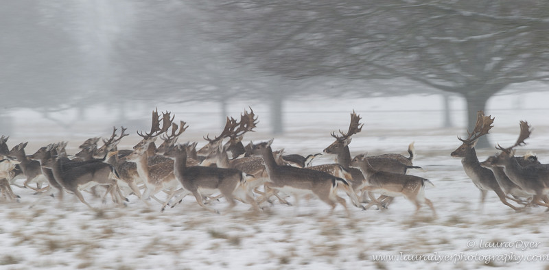 Fallow deer in motion - British Wildlife