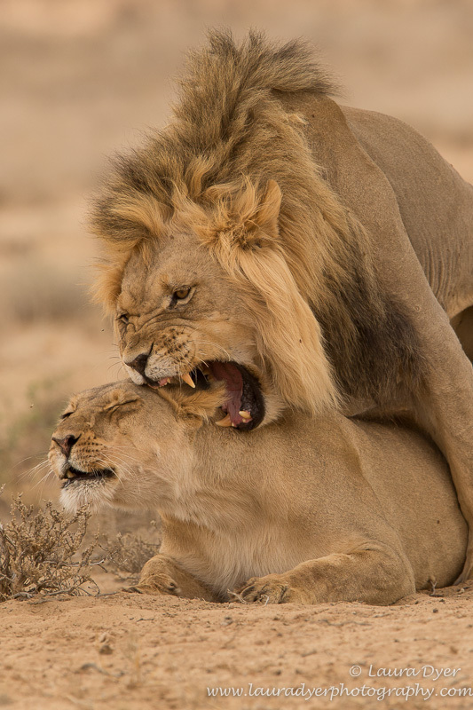 Mating lions in the Kalahari - Lions