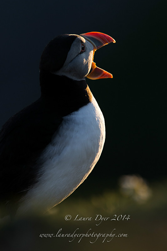 Sunset chat - Seabirds