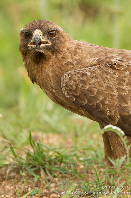 Wahlberg eagle stare - Birds of Africa